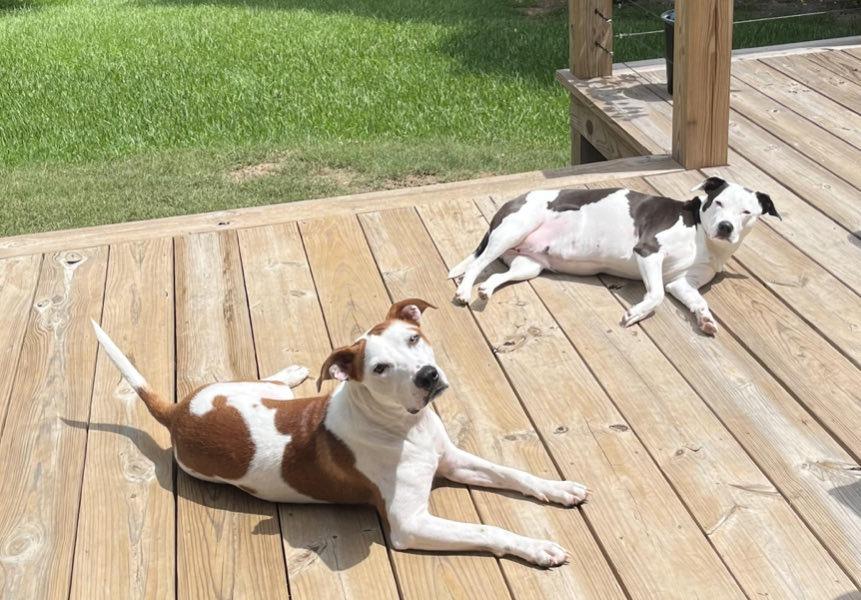 Baxter, a Adoptable Labrador Retriever in Nacogdoches, TX image 3/6
