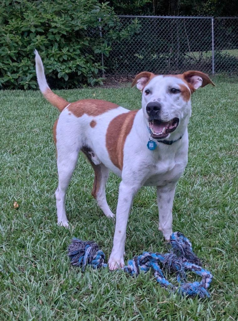 Baxter, a Adoptable Labrador Retriever in Nacogdoches, TX image 4/6