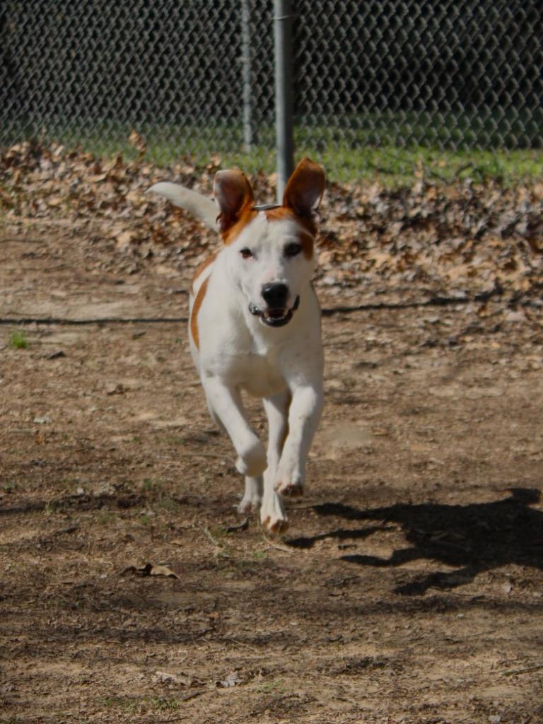 Baxter, a Adoptable Labrador Retriever in Nacogdoches, TX image 5/6