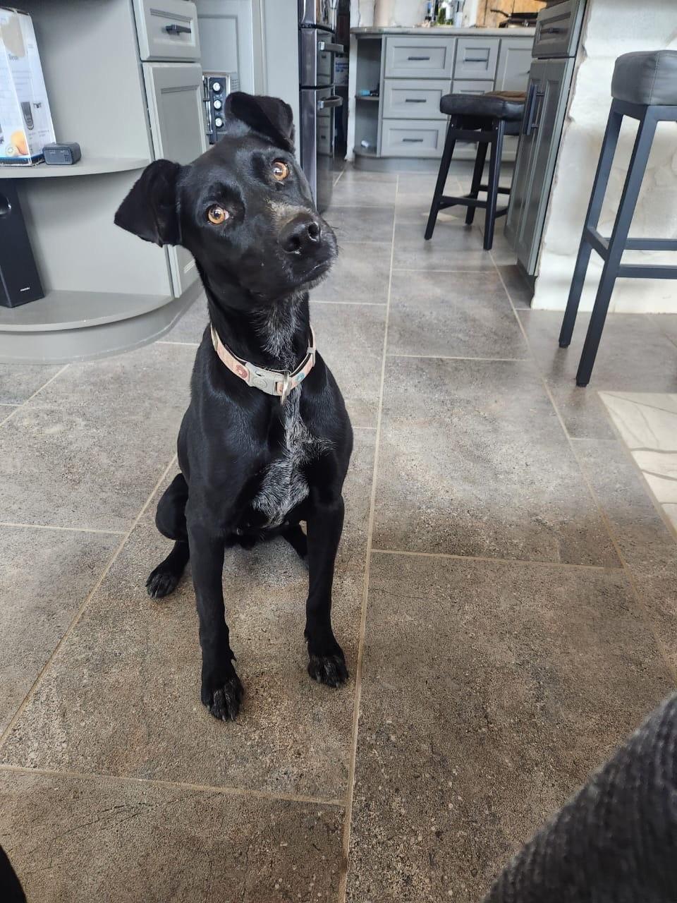 Enlarge Vera, a Adoptable mixed breed in Lake Forest, CA image 3/6
