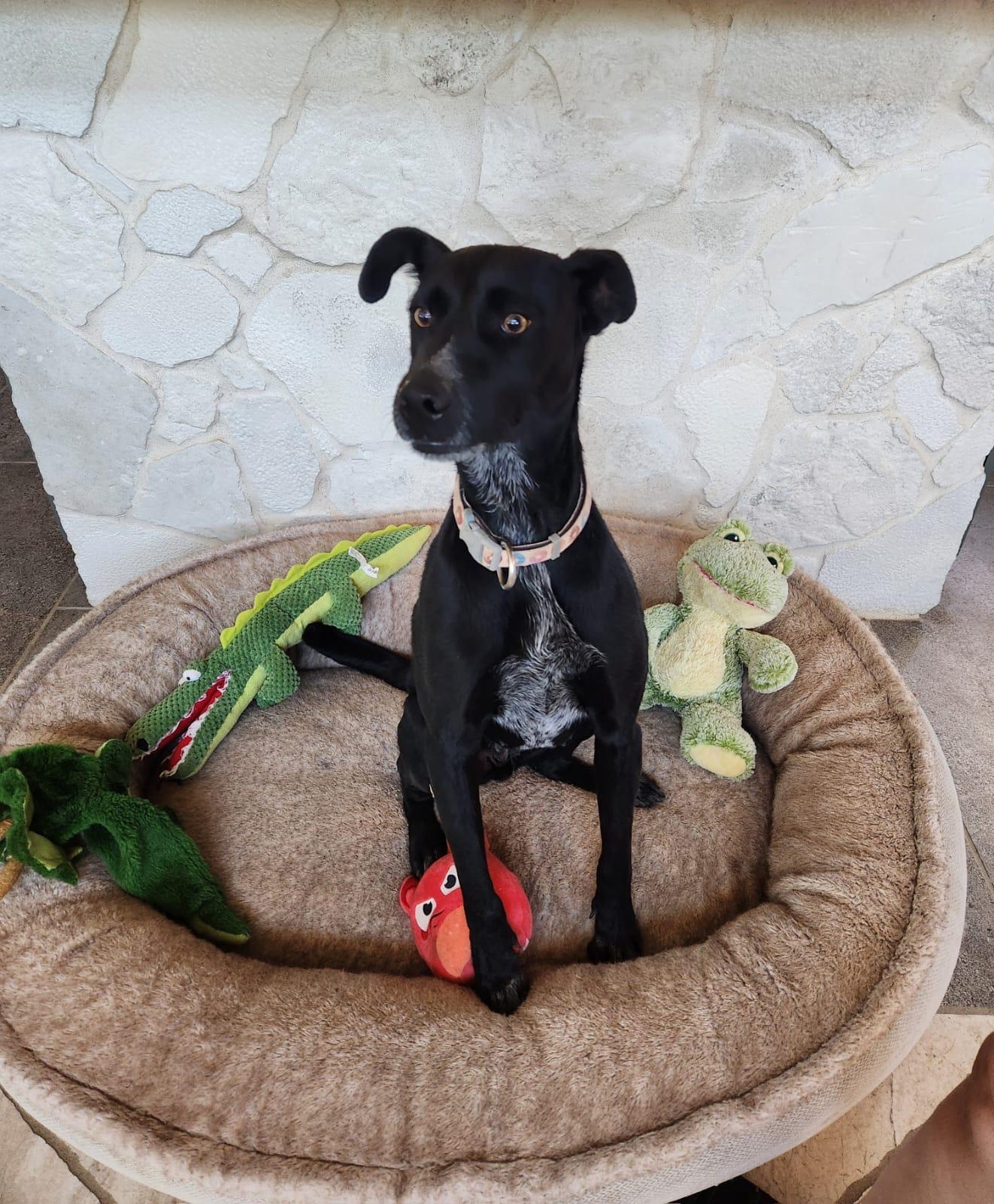 Vera, Adoptable, Adult Female Labrador Retriever & Manchester Terrier.