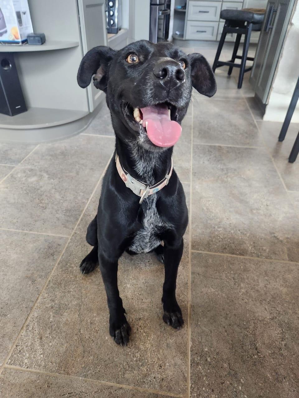 Enlarge Vera, a Adoptable mixed breed in Lake Forest, CA image 2/6