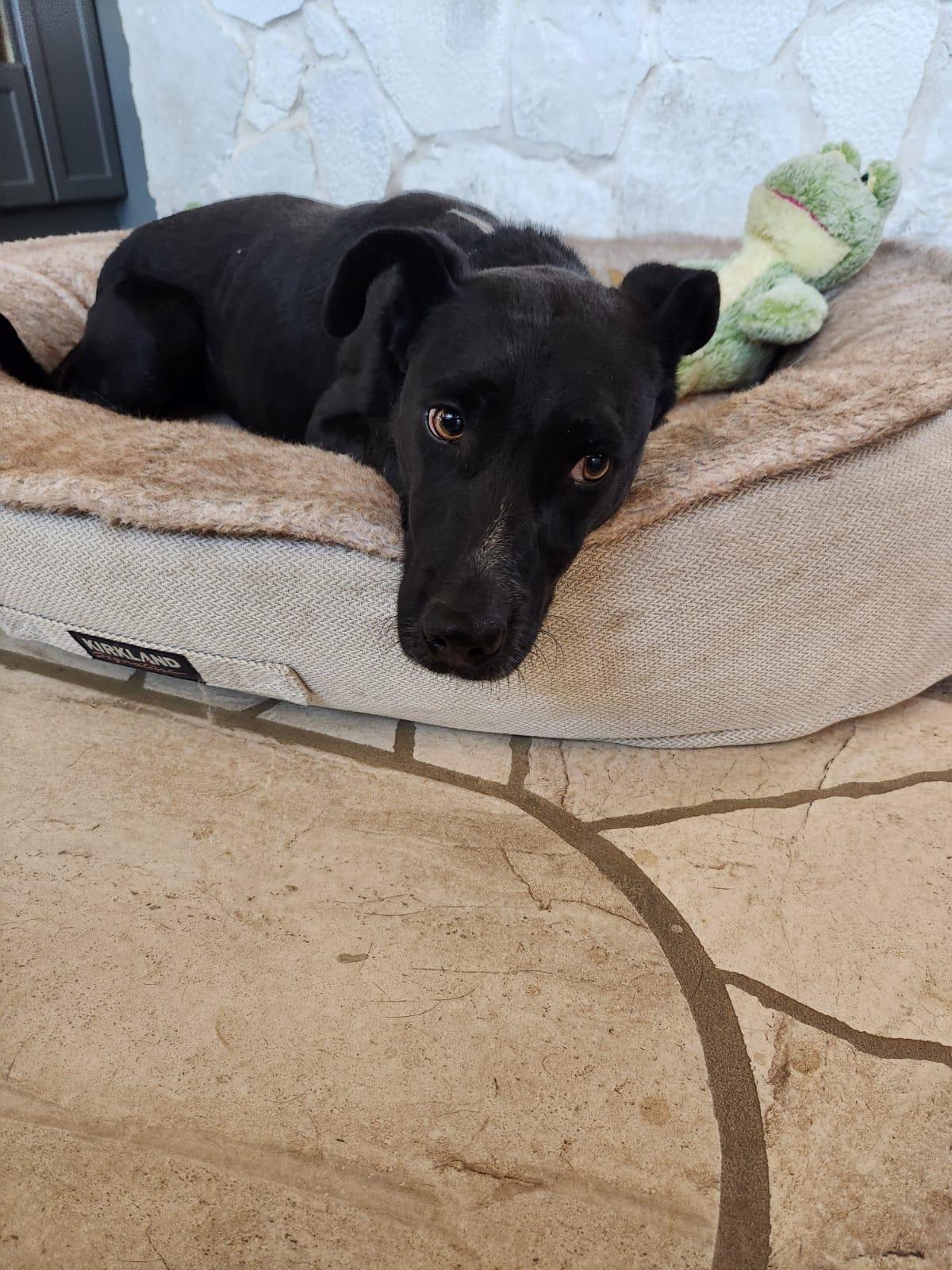 Enlarge Vera, a Adoptable mixed breed in Lake Forest, CA image 5/6