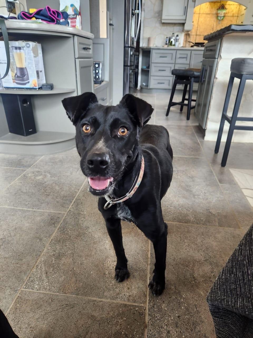 Enlarge Vera, a Adoptable mixed breed in Lake Forest, CA image 4/6