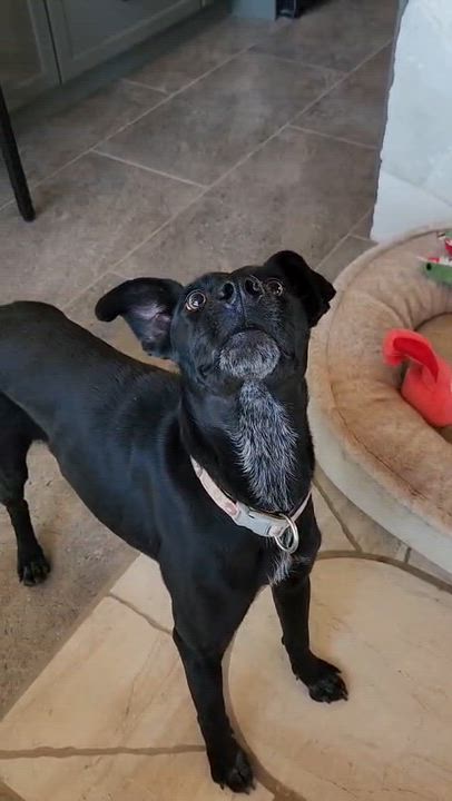 Enlarge Vera, a Adoptable mixed breed in Lake Forest, CA video 6/6