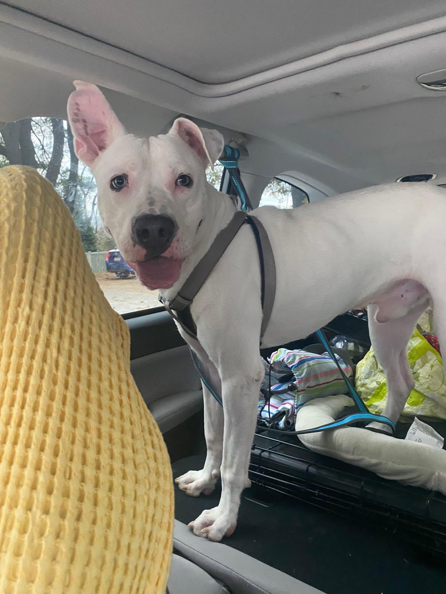 Krypto, Adoptable, Adult Male Pit Bull Terrier.