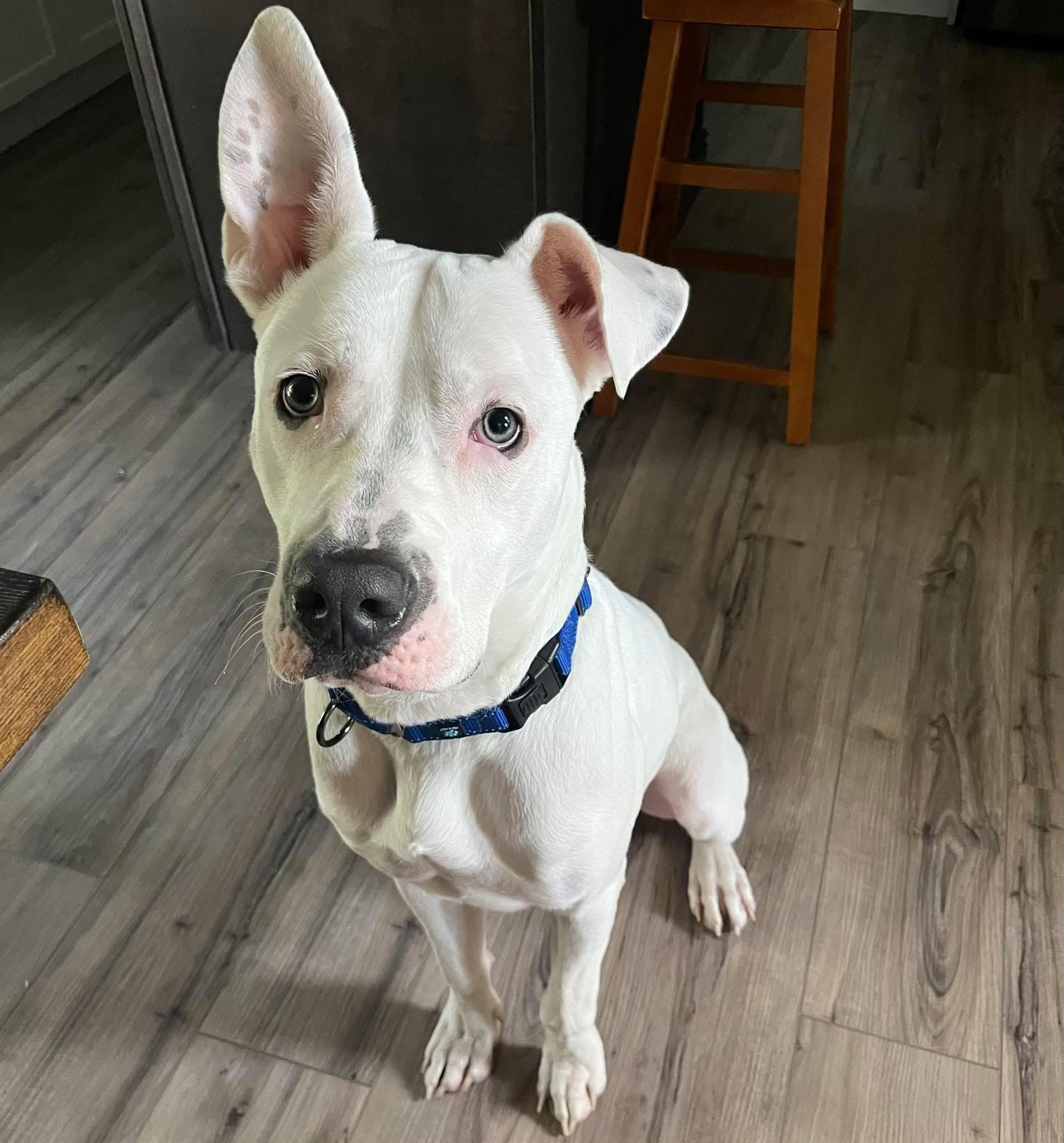 Enlarge Krypto, a Adoptable mixed breed in Elizabethtown, PA image 2/2