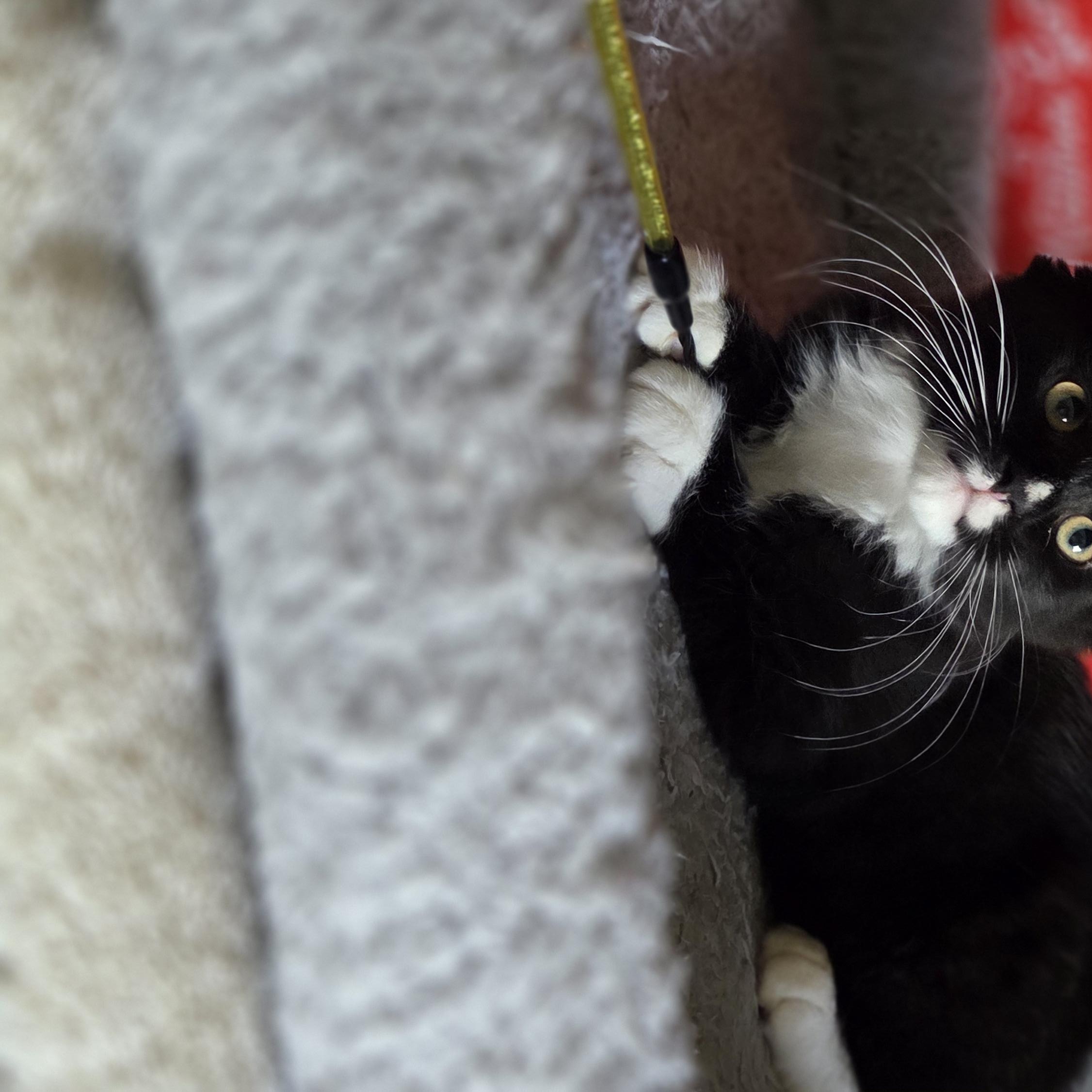 Blueberry - Adopted 7/4/26, an adopted Domestic Short Hair in Livonia, MI image 4/5