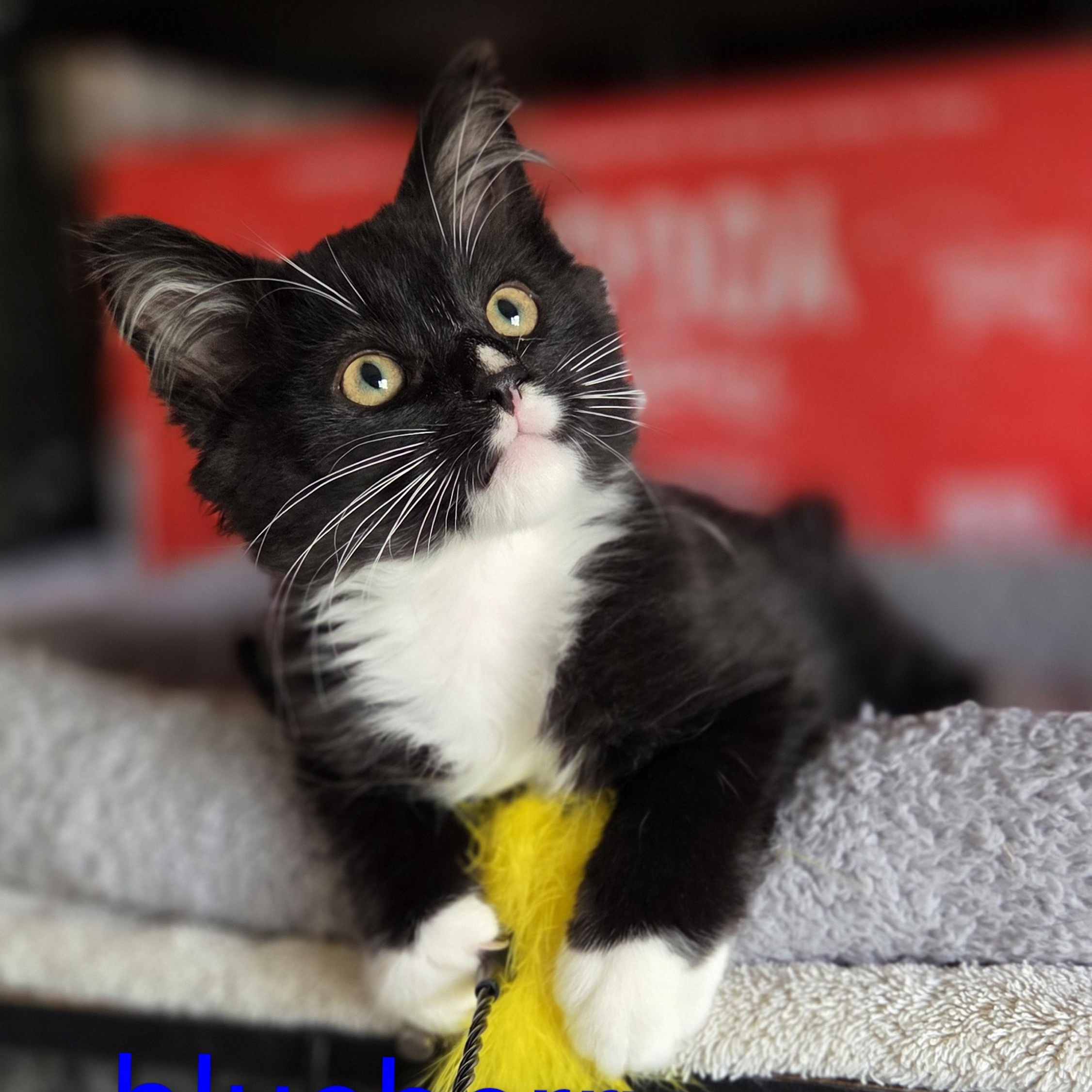Blueberry - Adopted 7/4/26, an adopted Domestic Short Hair in Livonia, MI image 1/5