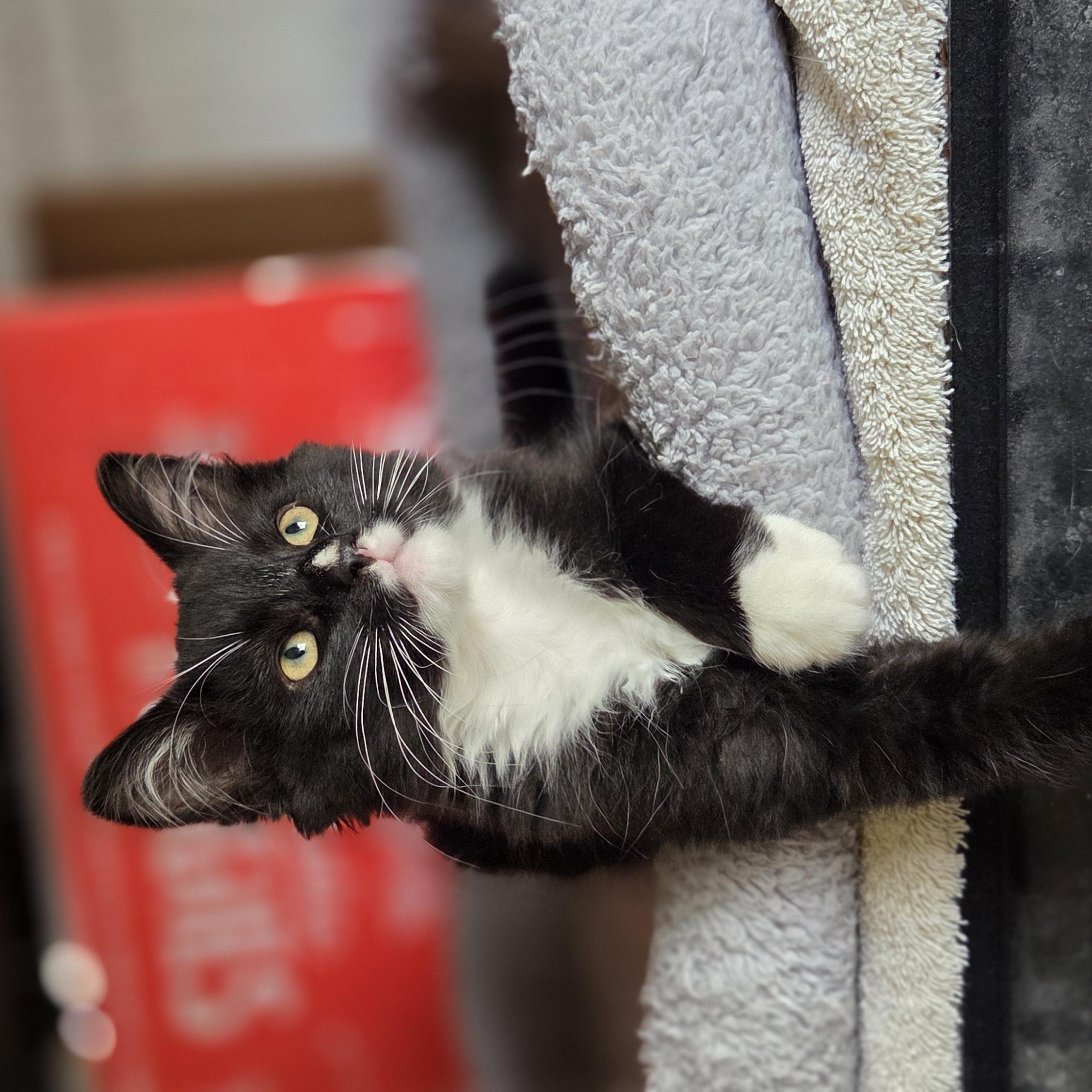 Blueberry - Adopted 7/4/26, an adopted Domestic Short Hair in Livonia, MI image 3/5