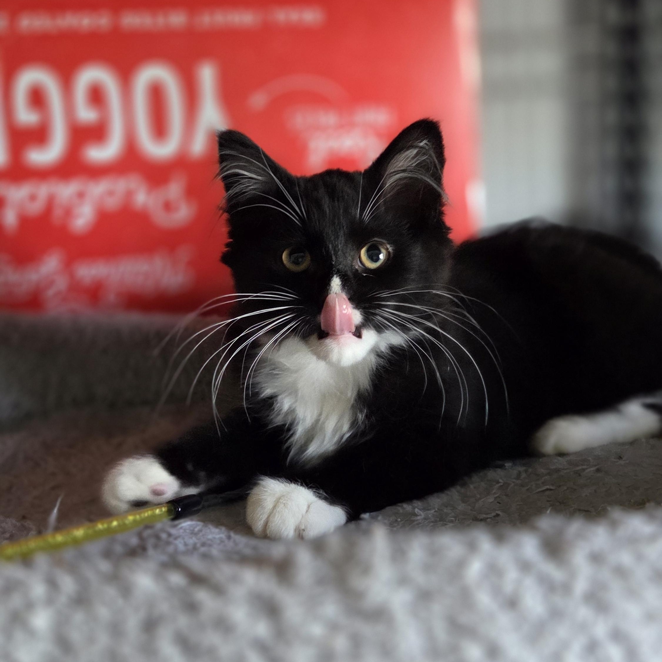 Blueberry - Adopted 7/4/26, an adopted Domestic Short Hair in Livonia, MI image 2/5