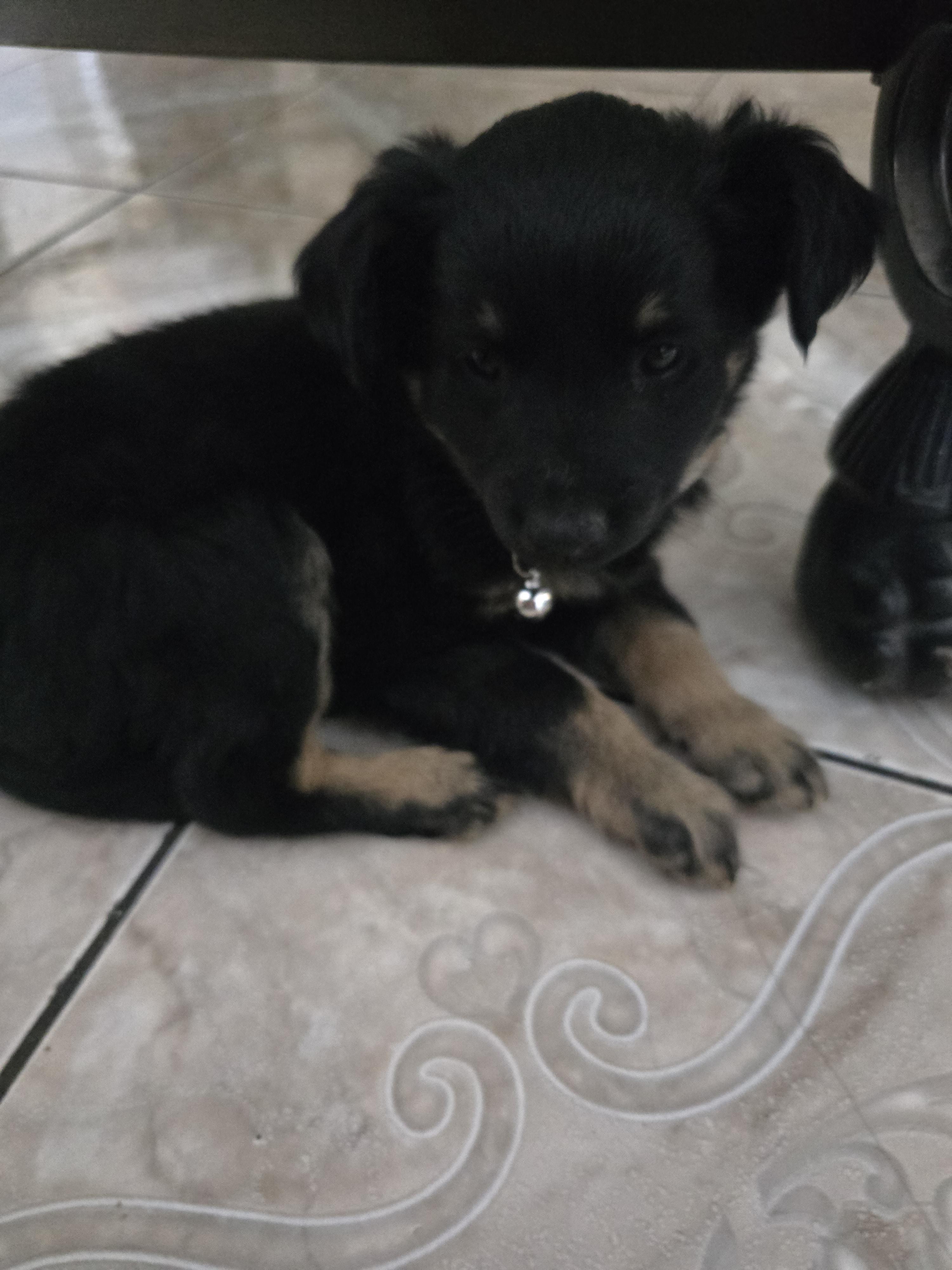 Enlarge Charm, an adopted mixed breed in Las Vegas, NV image 1/1