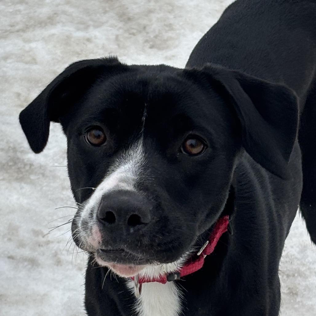 Tilly, Adoptable, Young Female Black Labrador Retriever.