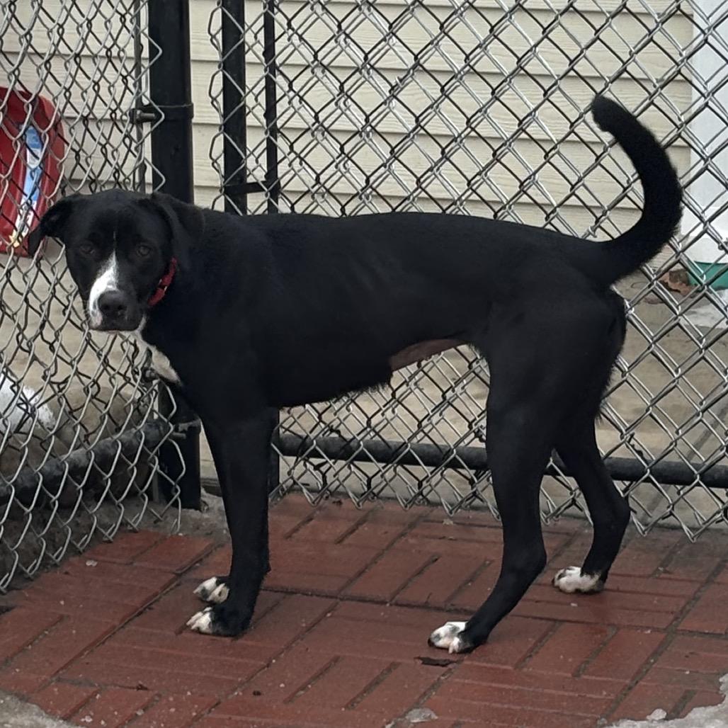 Tilly, a Adoptable mixed breed in Calverton, NY image 2/6