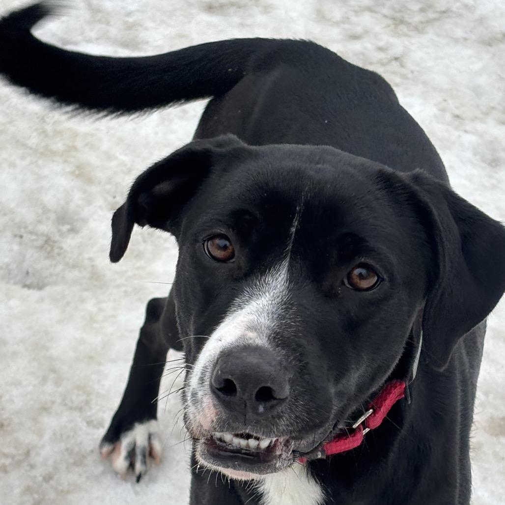 Tilly, a Adoptable mixed breed in Calverton, NY image 4/6