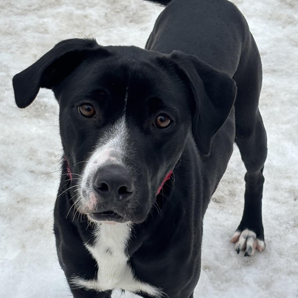 Tilly, Adoptable, Young Female Black Labrador Retriever.