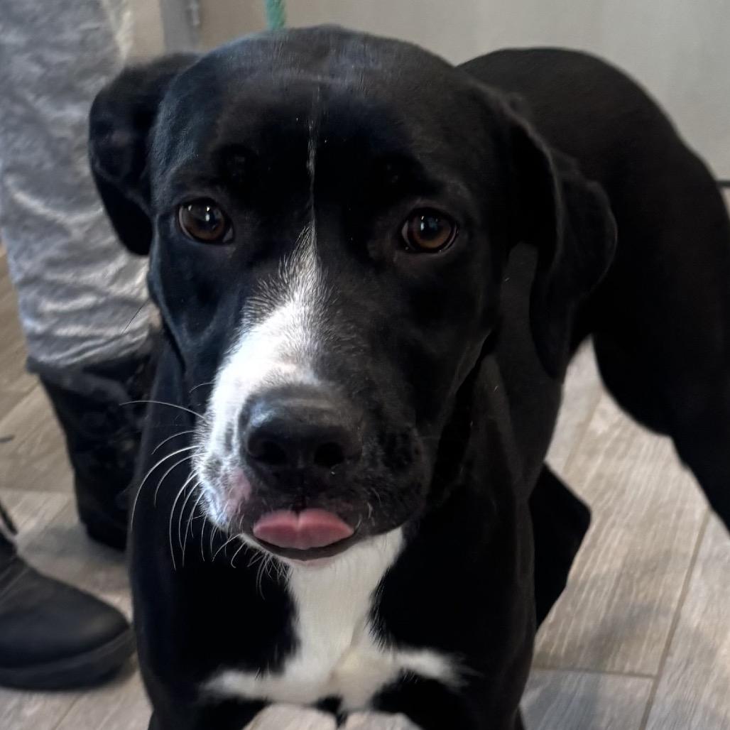 Tilly, a Adoptable mixed breed in Calverton, NY image 6/6