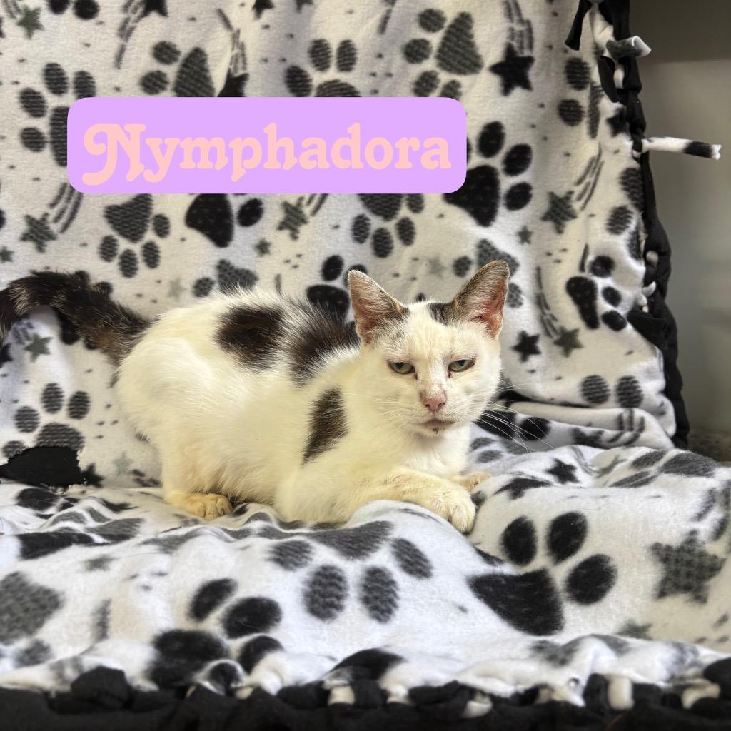 Enlarge Nymphadora, a Adoptable Domestic Short Hair in Hillsboro, OH image 1/2