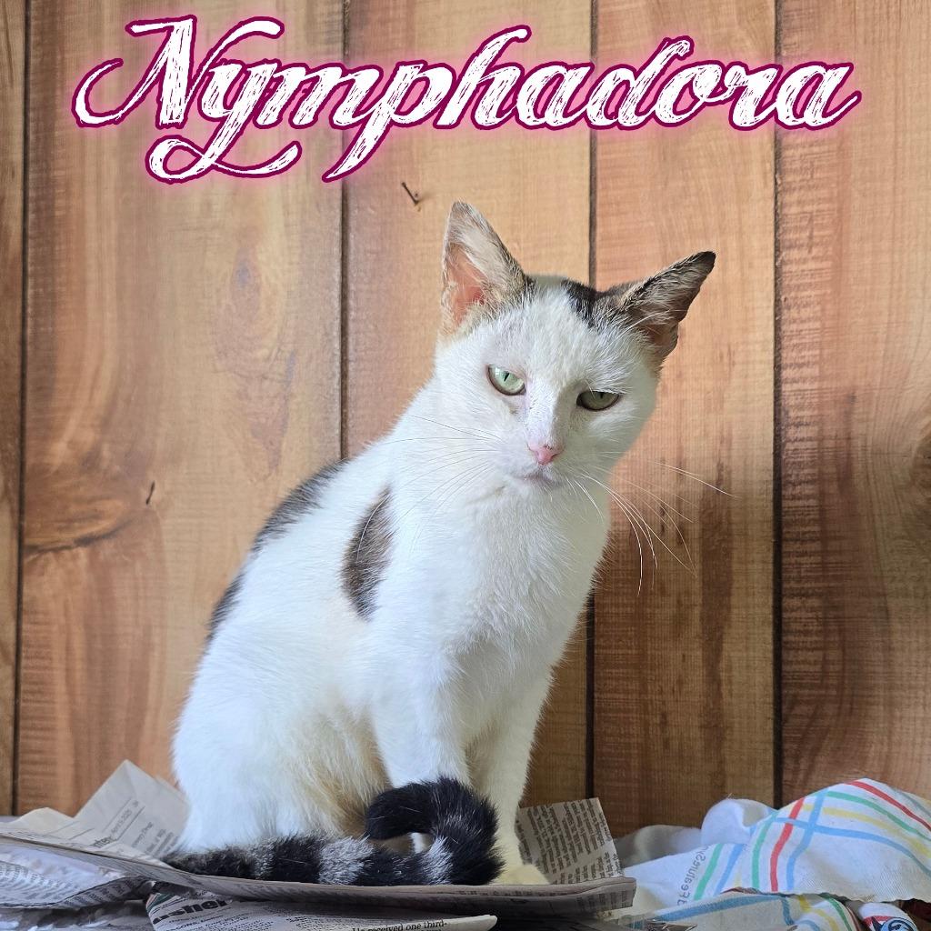 Enlarge Nymphadora, a Adoptable Domestic Short Hair in Hillsboro, OH image 2/2