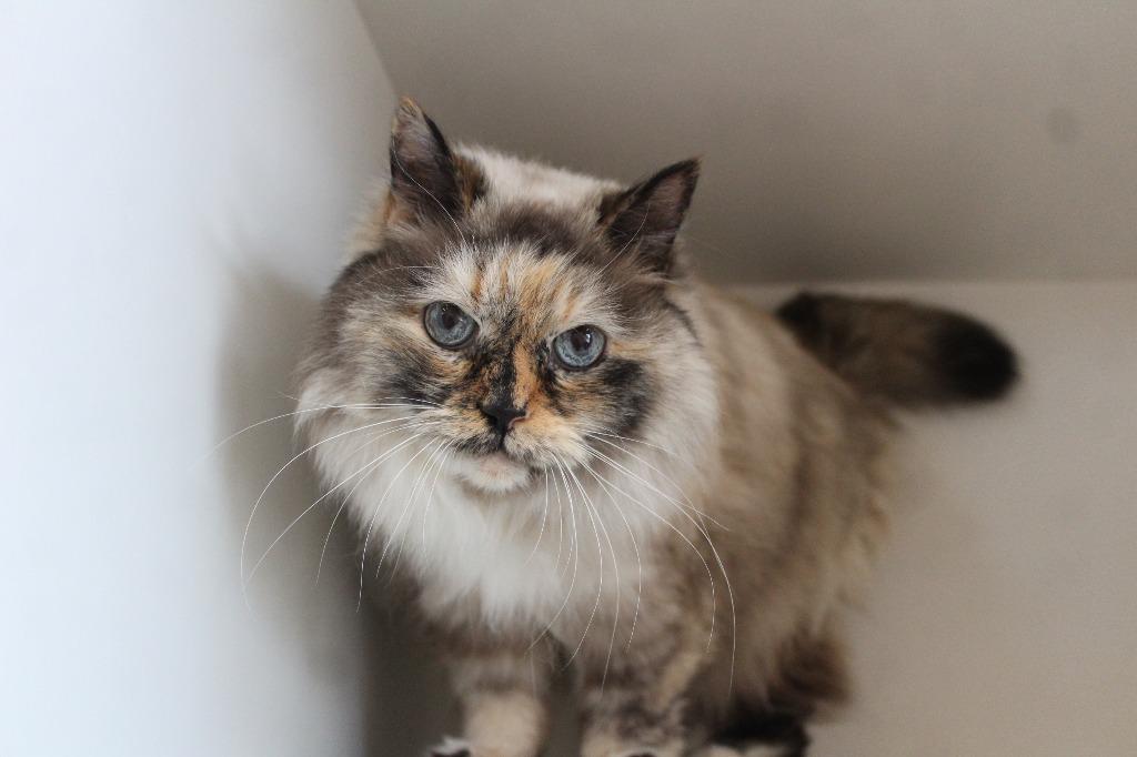 Layla, ADOPTABLE, Senior Female Himalayan.