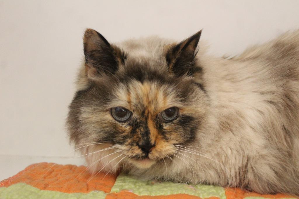 Enlarge Layla, a ADOPTABLE Himalayan in Chestertown, MD image 4/4