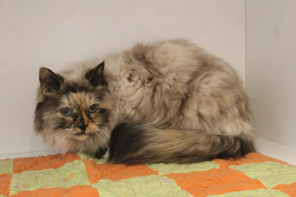 Enlarge Layla, a ADOPTABLE Himalayan in Chestertown, MD image 3/4