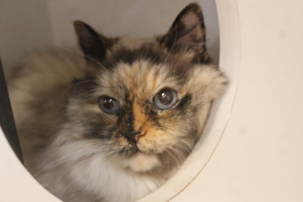 Enlarge Layla, a ADOPTABLE Himalayan in Chestertown, MD image 2/4