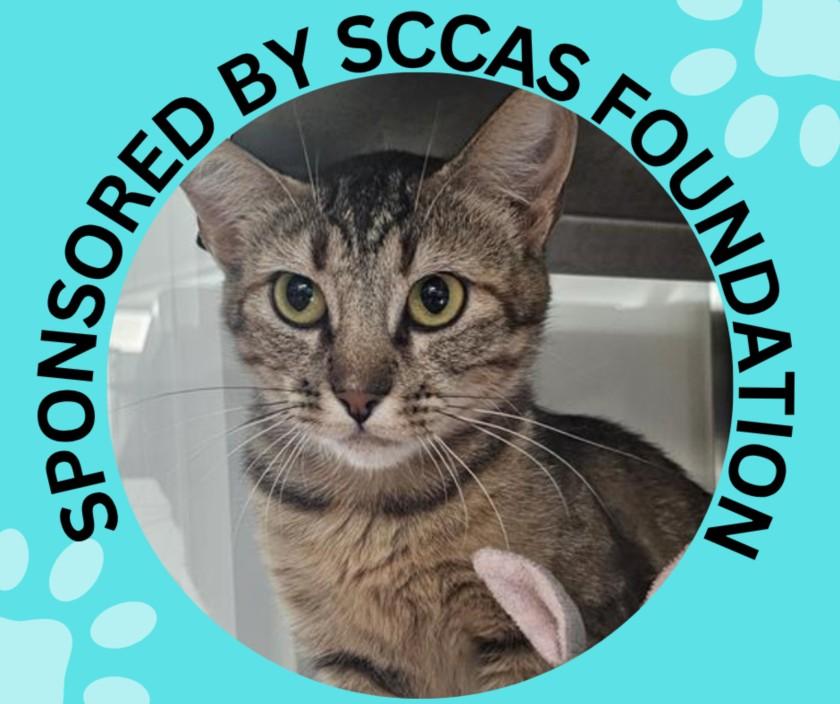 TAMMY*, Adoptable, Young Female Domestic Short Hair.