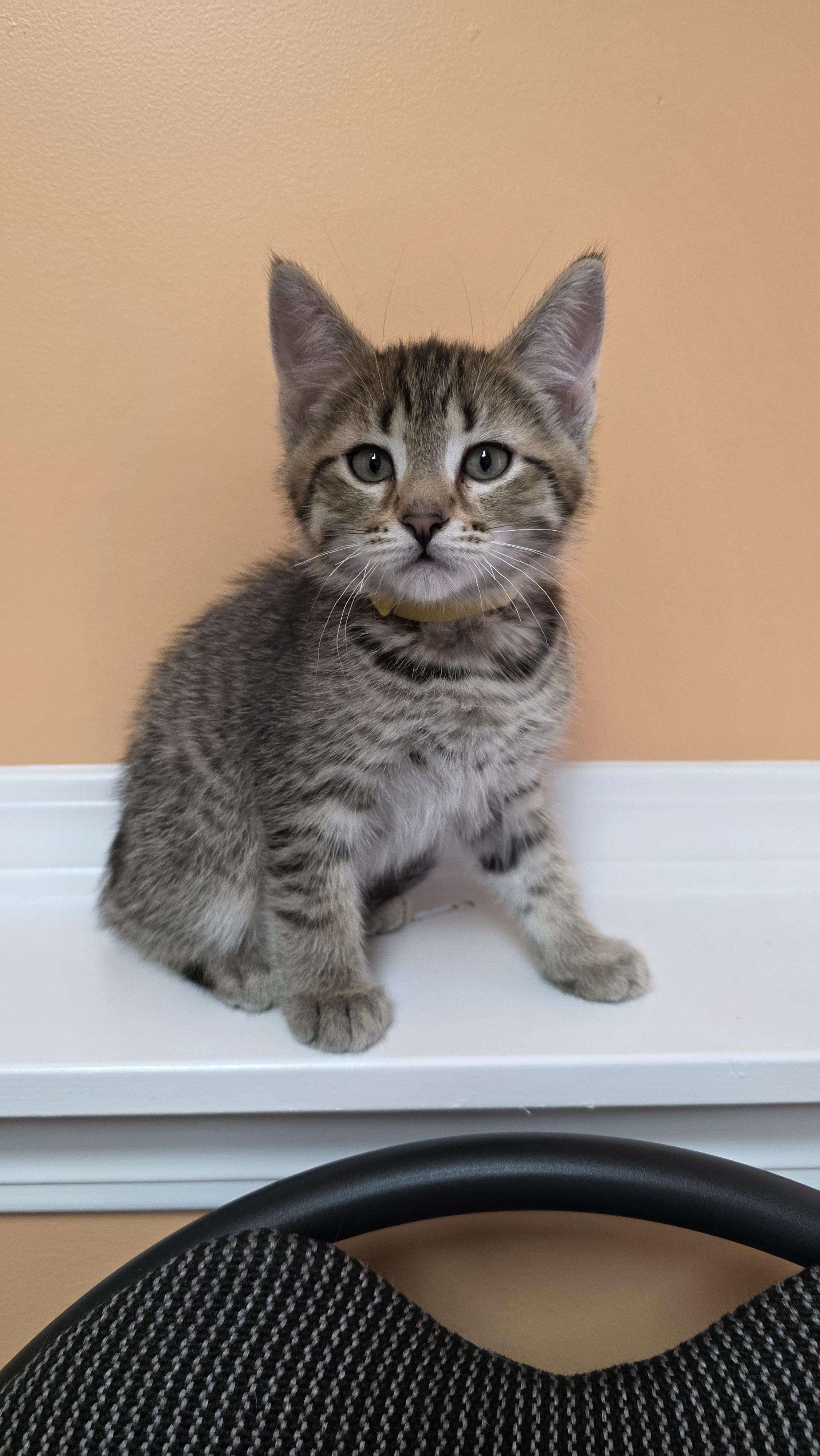 Cairo, Adoptable, Kitten Male Domestic Short Hair.