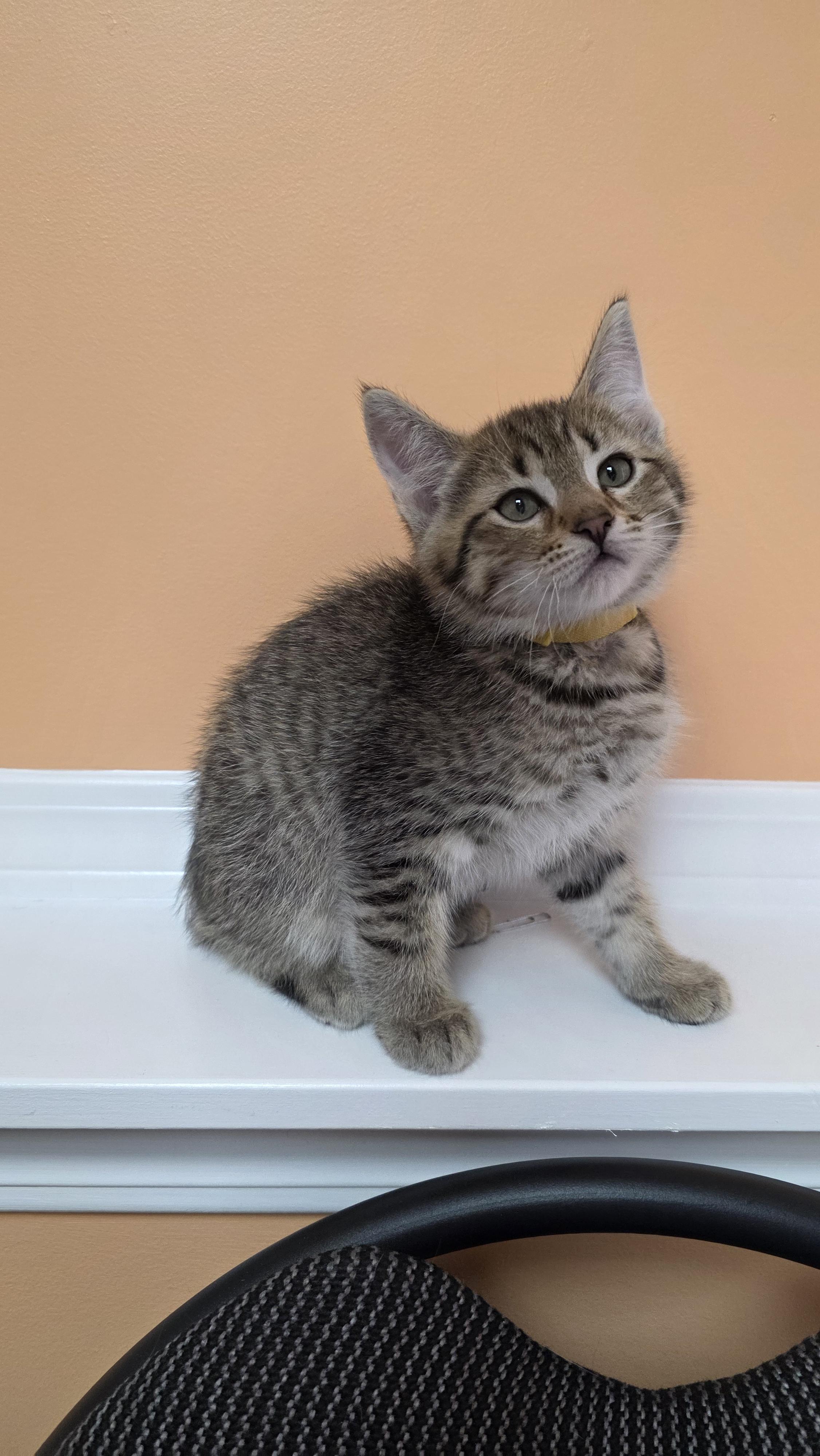 Cairo, a Adoptable mixed breed in Kamloops, BC image 2/6