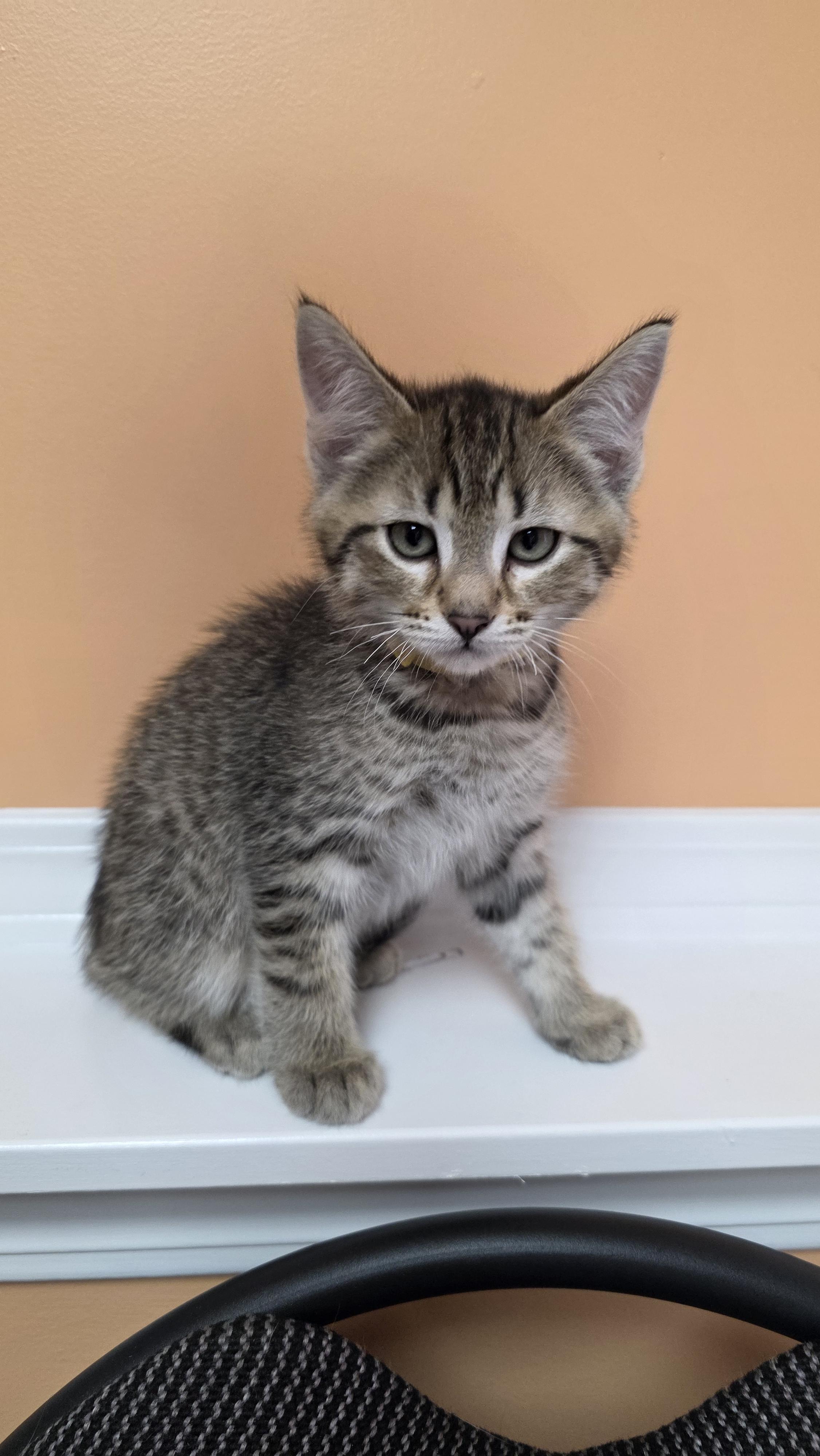 Cairo, a Adoptable mixed breed in Kamloops, BC image 3/6