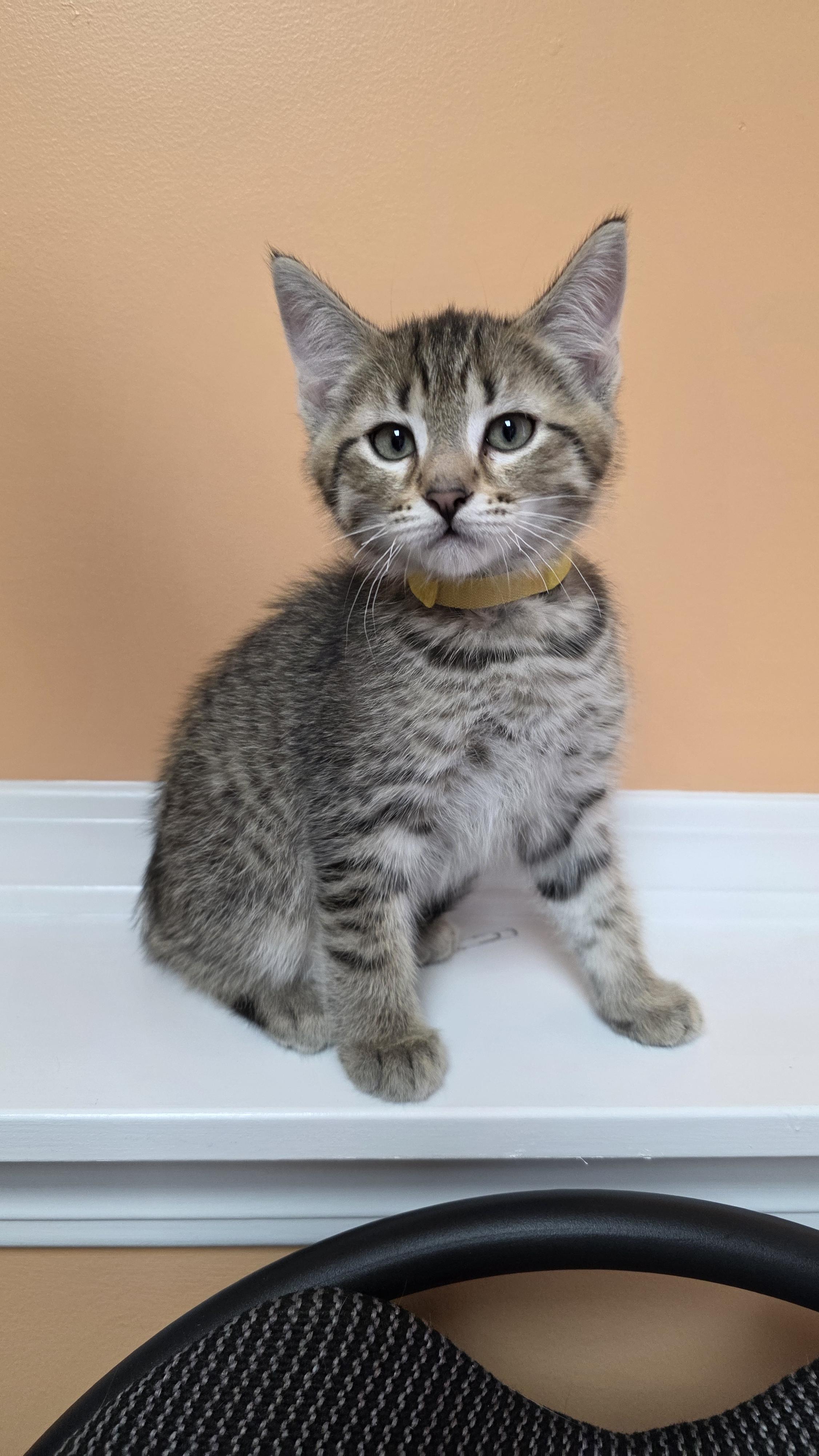 Cairo, a Adoptable mixed breed in Kamloops, BC image 4/6