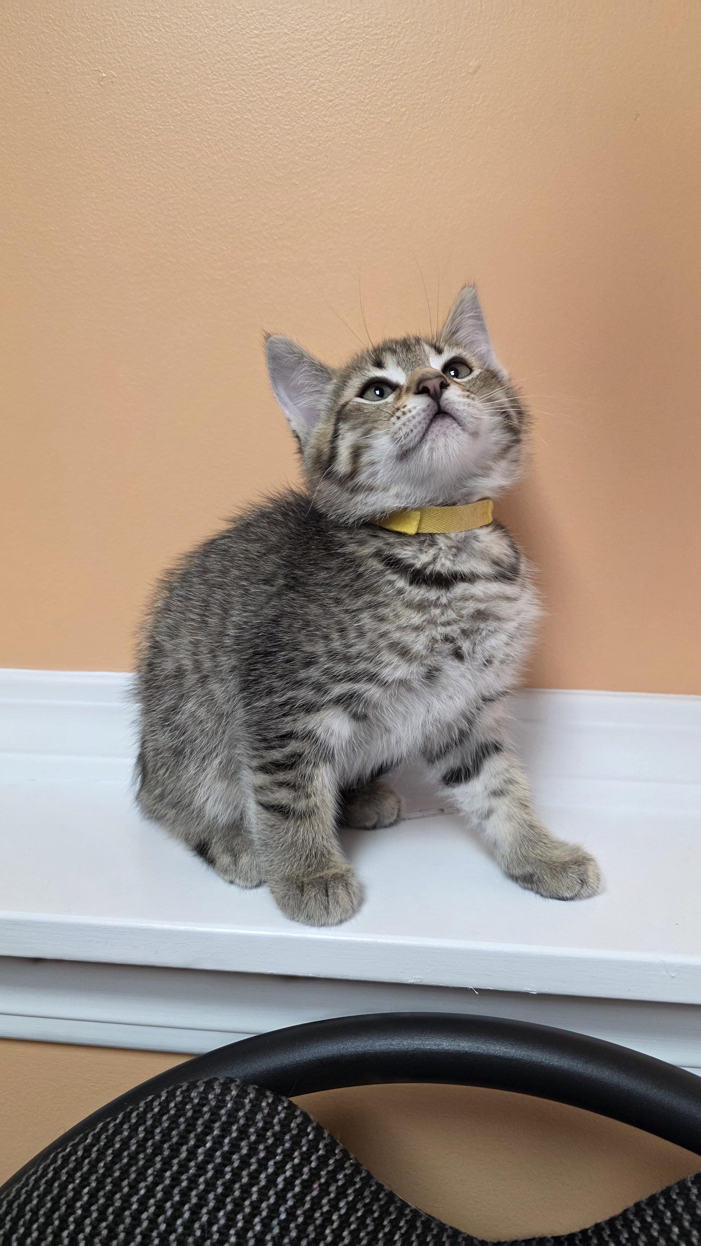 Cairo, a Adoptable mixed breed in Kamloops, BC image 5/6