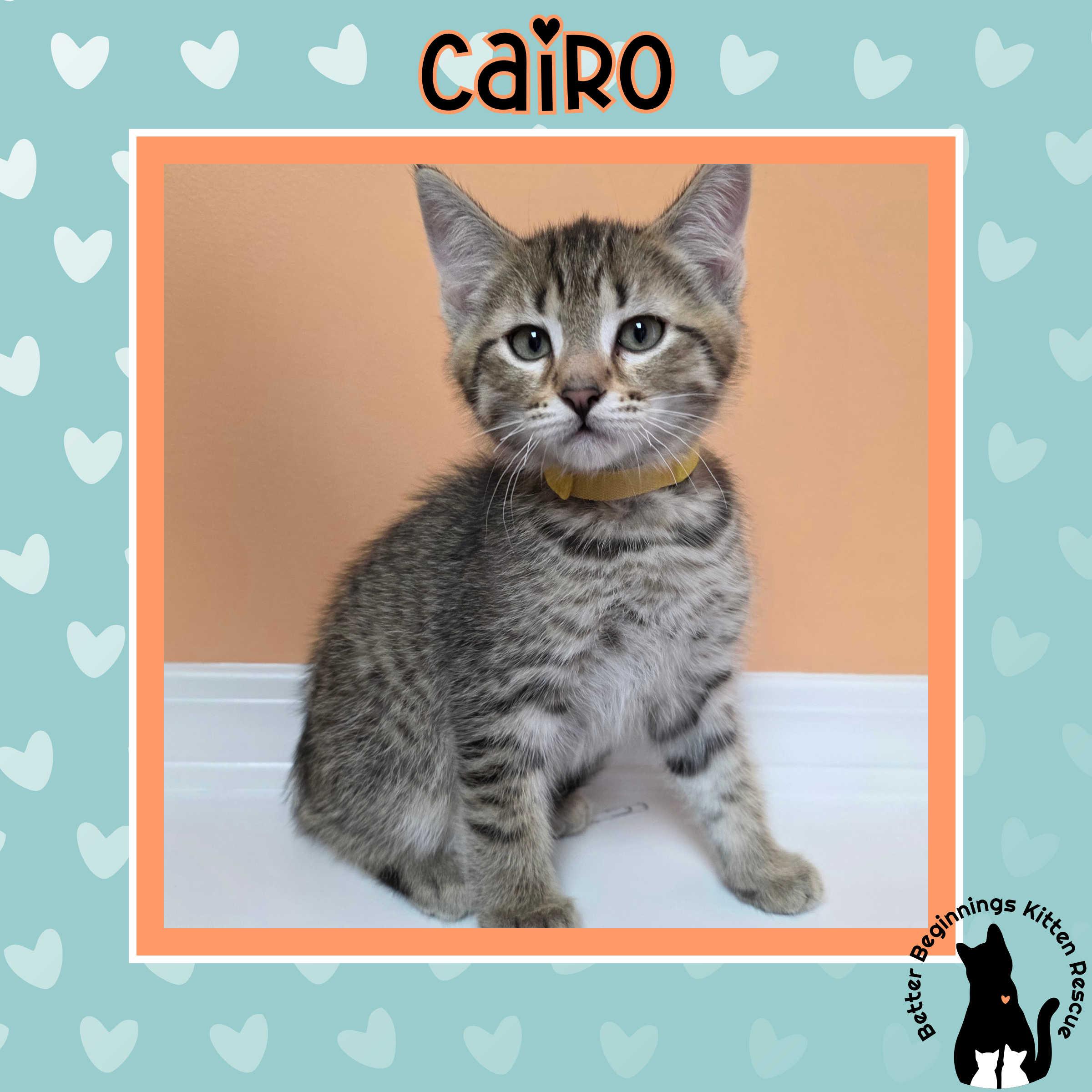 Cairo, a Adoptable mixed breed in Kamloops, BC image 6/6