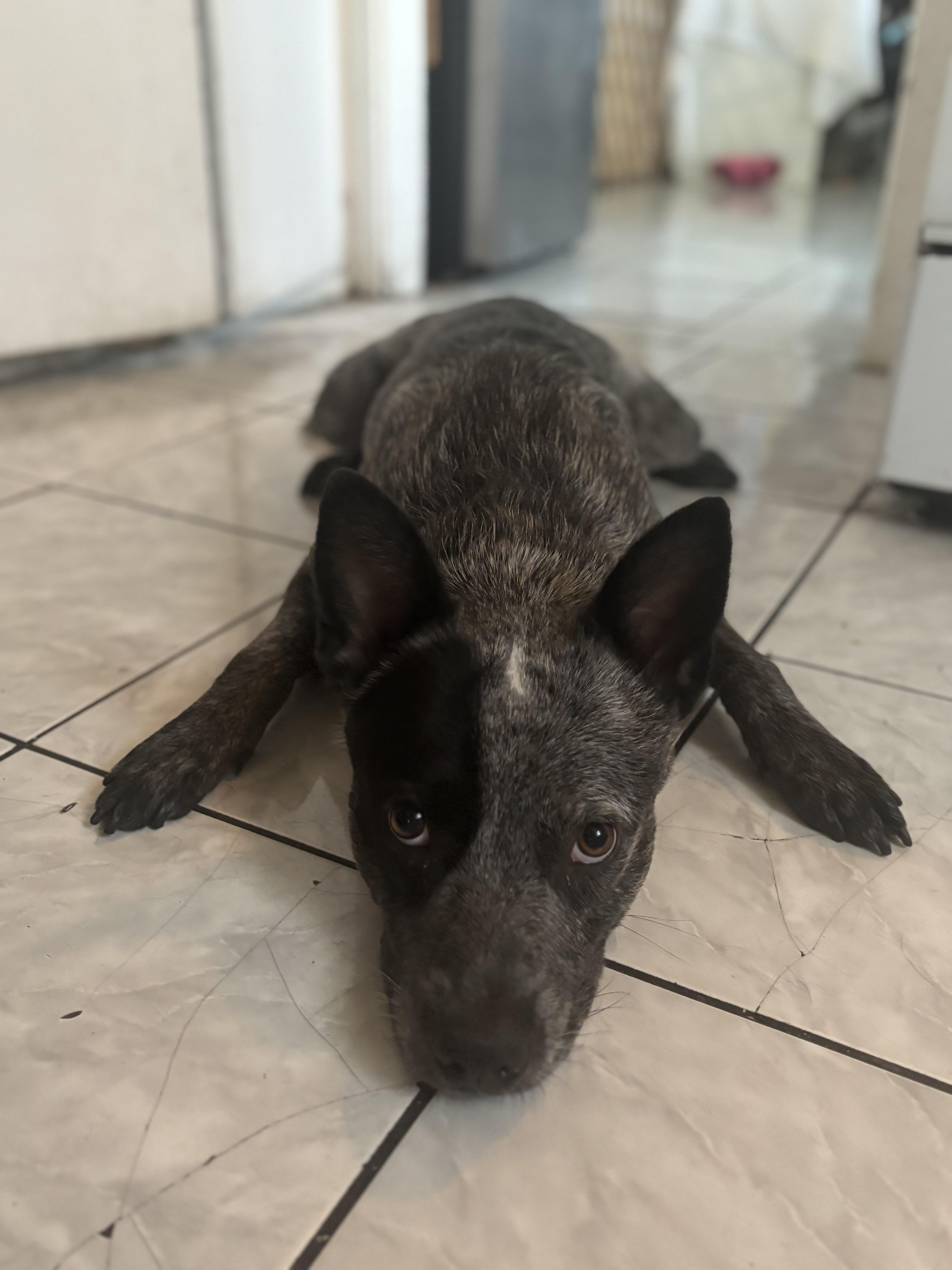 Enlarge Bandit, a Adoptable Australian Cattle Dog / Blue Heeler in Torrance, CA image 3/5