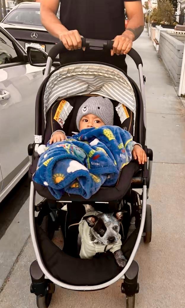 Enlarge Bandit, a Adoptable Australian Cattle Dog / Blue Heeler in Torrance, CA image 2/5