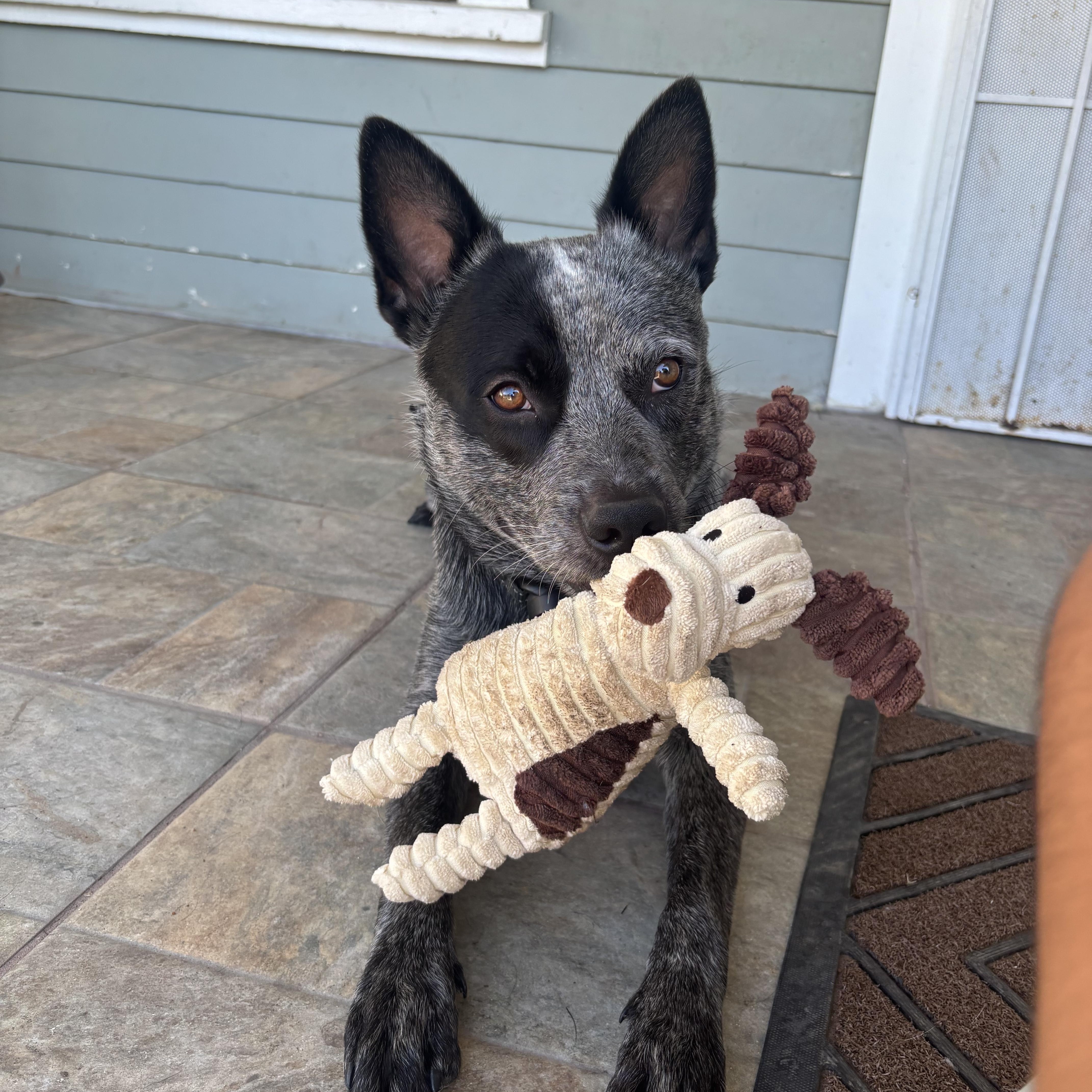 Bandit, Adoptable, Young Male Australian Cattle Dog / Blue Heeler.