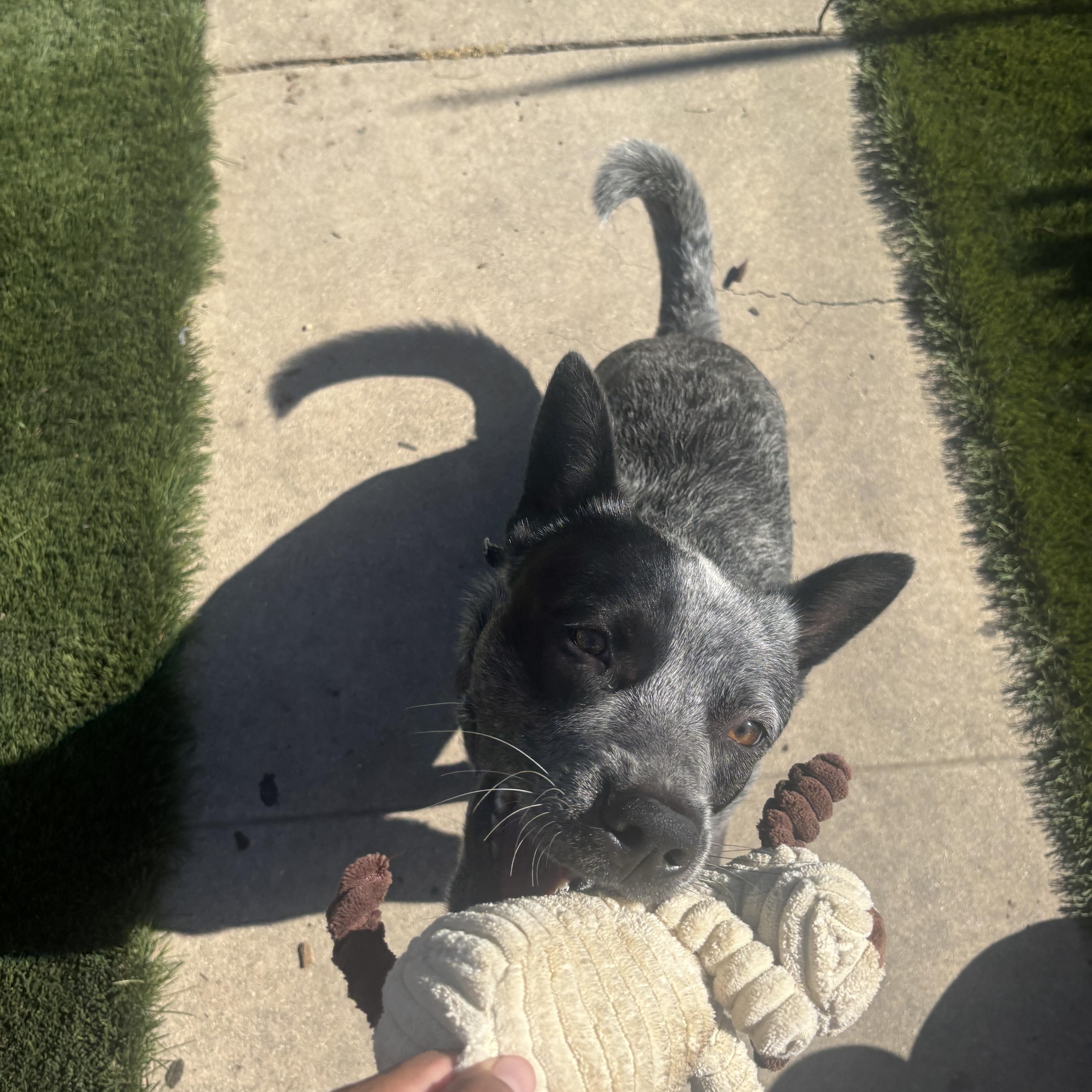 Enlarge Bandit, a Adoptable Australian Cattle Dog / Blue Heeler in Torrance, CA image 5/5