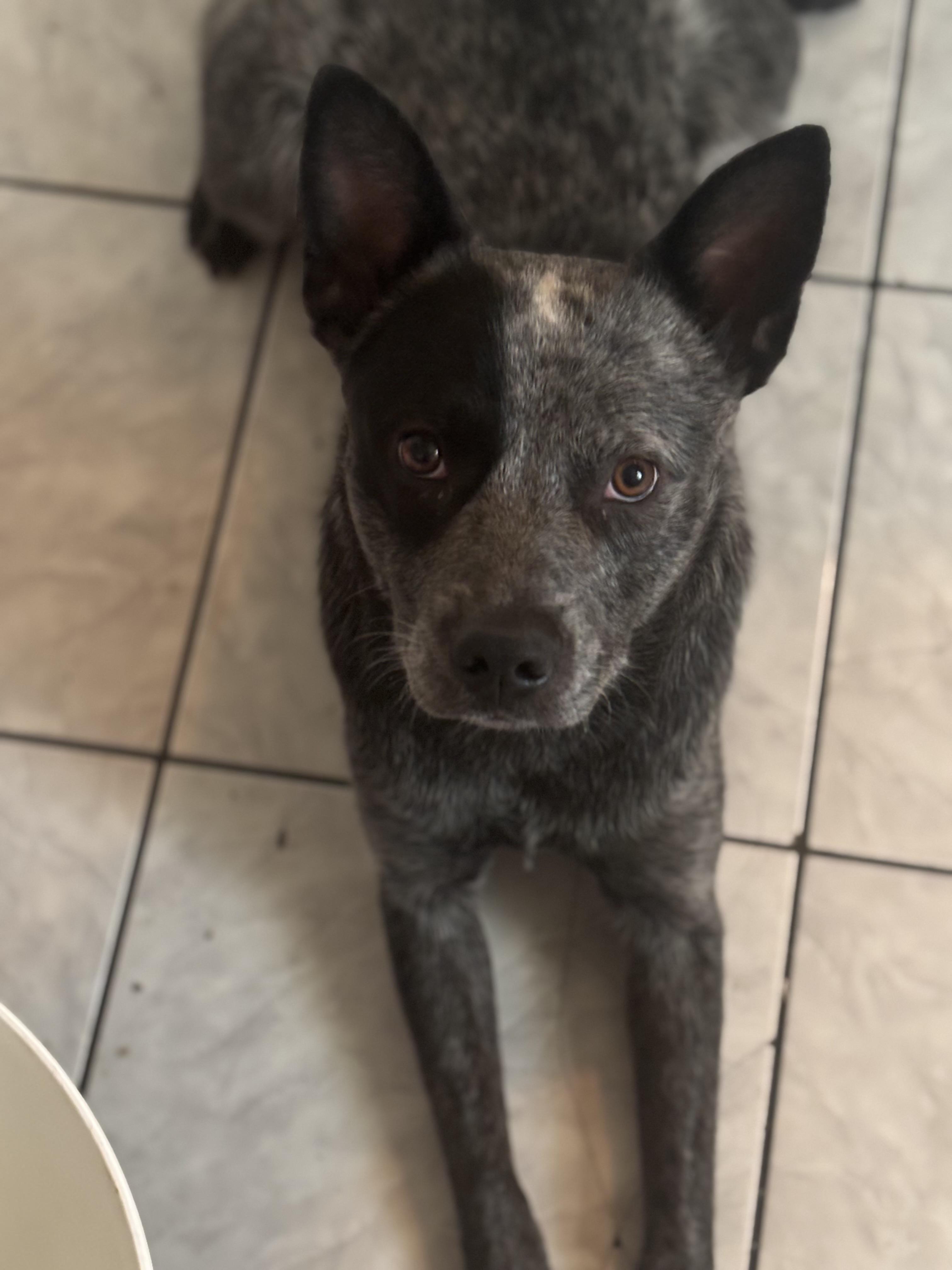 Enlarge Bandit, a Adoptable Australian Cattle Dog / Blue Heeler in Torrance, CA image 4/5