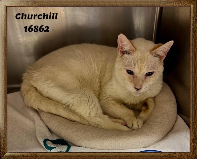 CHURCHILL — thumbnail 4