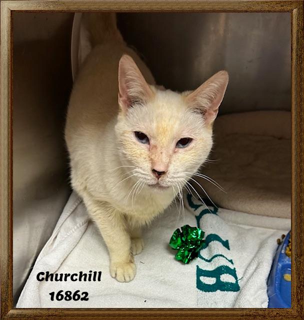 CHURCHILL — thumbnail 5