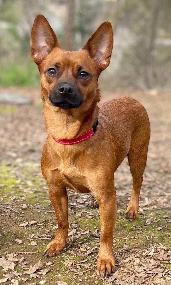 Enlarge Cookie, a Adoptable mixed breed in Jamestown, CA image 1/1