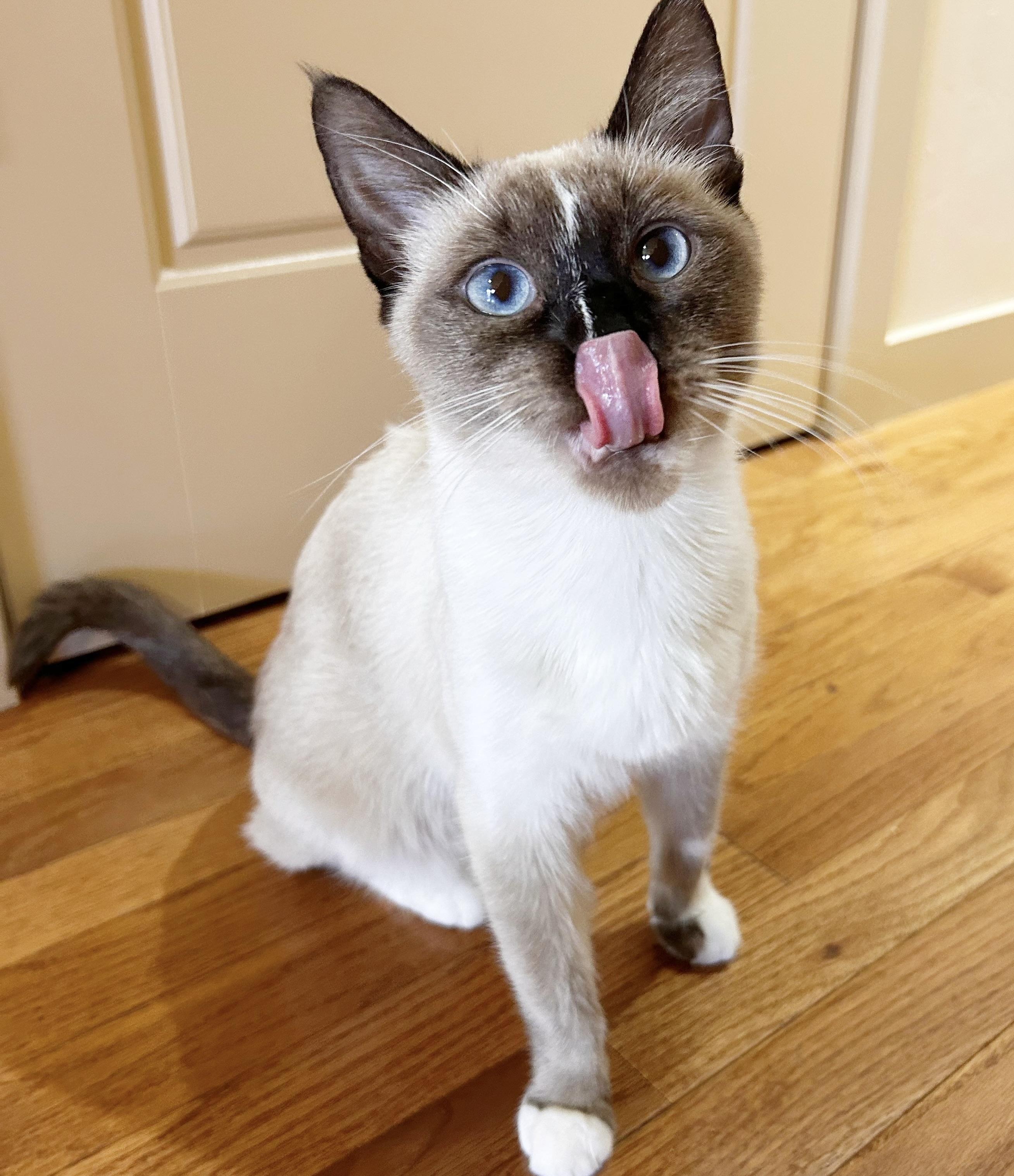 Mosie, an adoptable Siamese in Durango, CO, 81302 | Photo Image 2