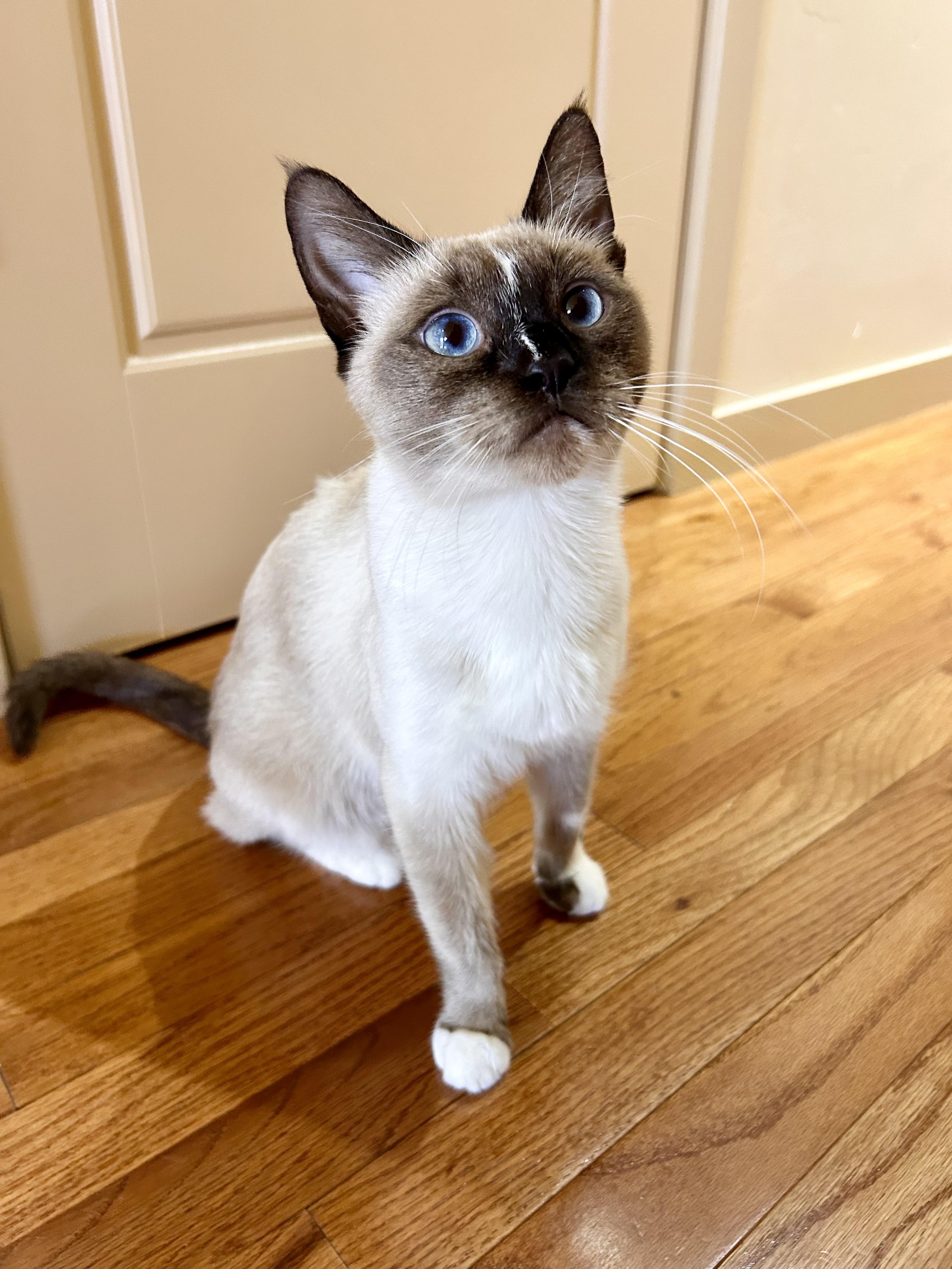 Mosie, an adoptable Siamese in Durango, CO, 81302 | Photo Image 3