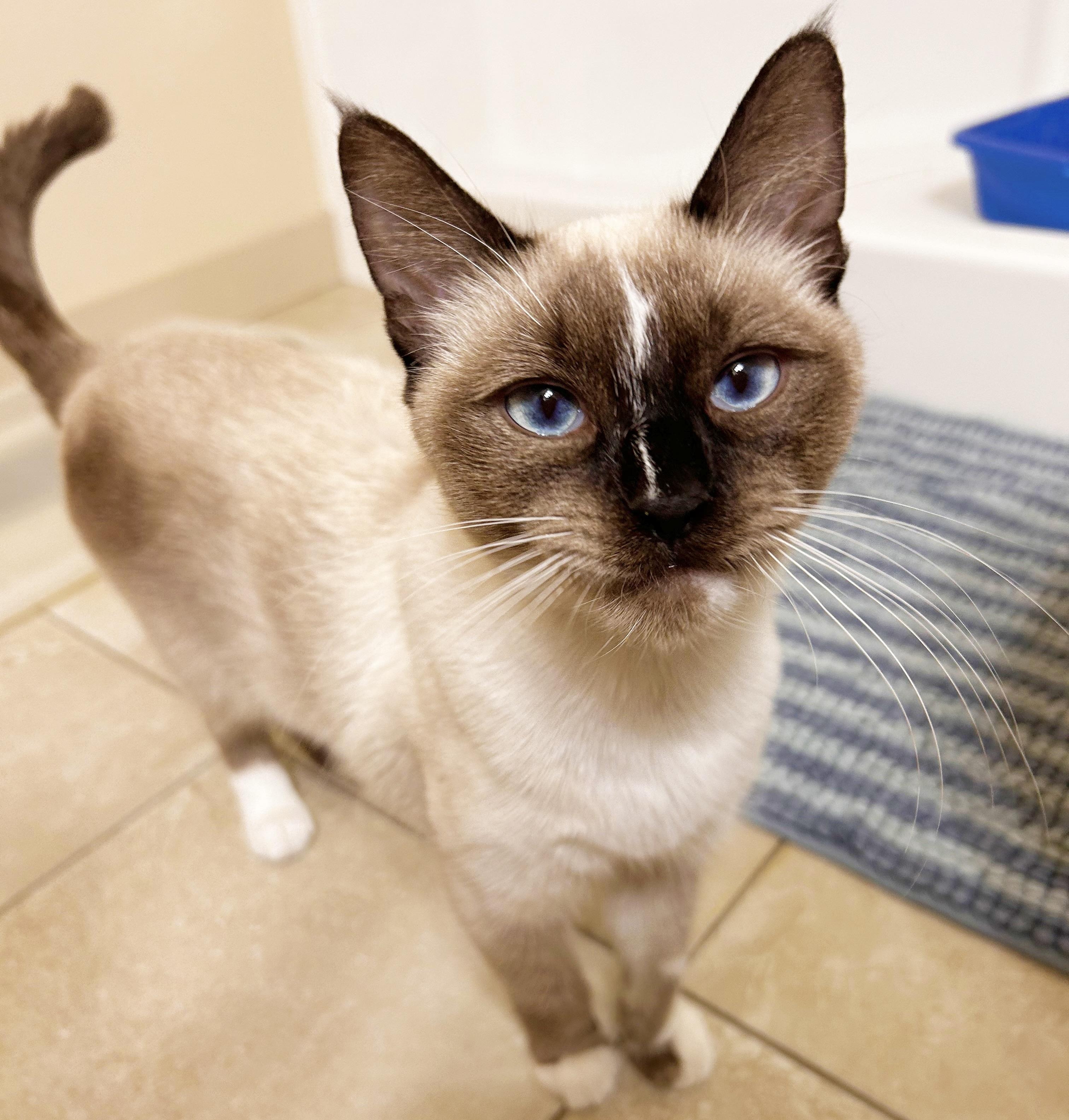 Mosie, an adoptable Siamese in Durango, CO, 81302 | Photo Image 1