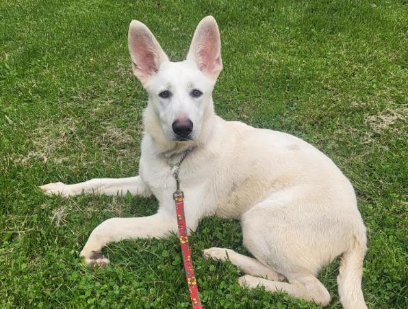 Rhett, Adoptable, Young Male German Shepherd Dog.