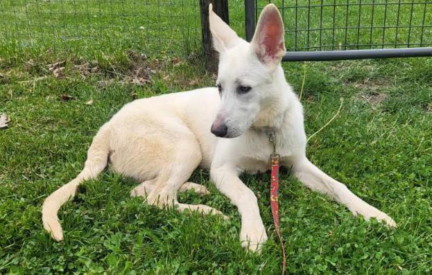 Rhett, a Adoptable German Shepherd Dog in Marengo, IL image 2/2