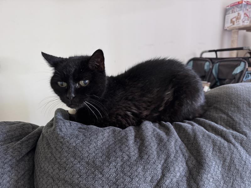 Curie, Adoptable, Senior Female Domestic Medium Hair.