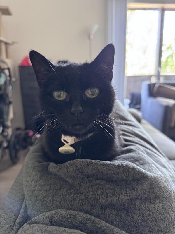 Enlarge Curie, a Adoptable Domestic Medium Hair in Sunnyvale, CA image 2/2