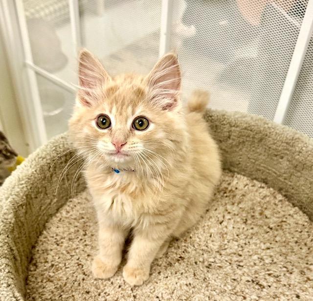 Luke, Adopted, Kitten Male Domestic Medium Hair.